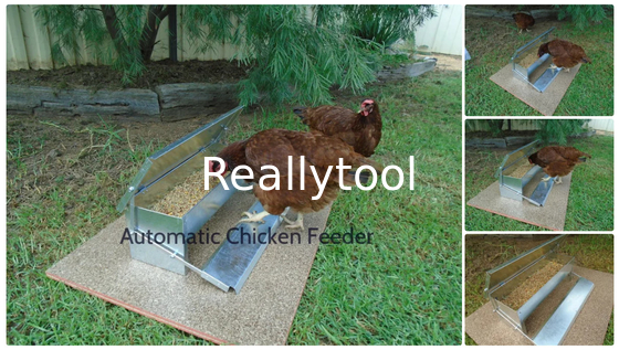 CE Self Opening 8.2L Automatic Timer Chicken Feeder